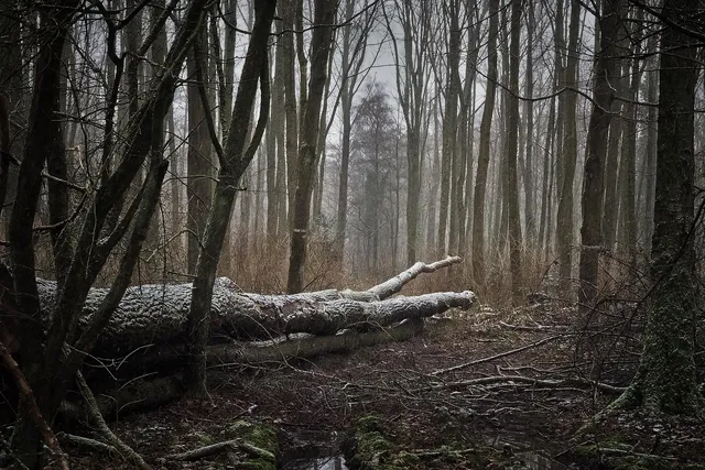Dead snow