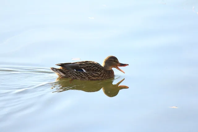 Canard rigolo