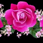 Fleurs