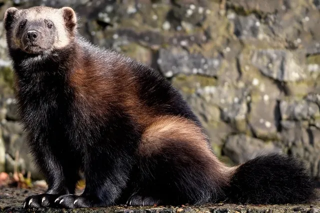 X-men les origines : Wolverine