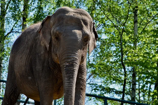 Eléphant à empiler musical