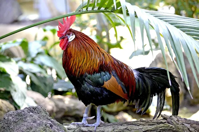 Coq de Little Tikes