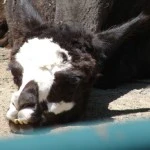Zoo de granby