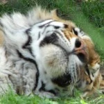 Zoo de granby