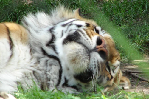 Zoo de granby