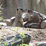 Zoo de granby