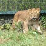 Zoo de granby