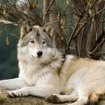 phoca_thumb_l_Petit_IMG_5236