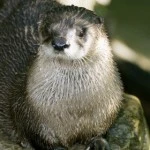 phoca_thumb_l_Petit__MG_1820