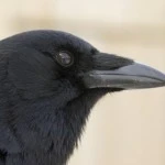 phoca_thumb_l_Petit__MG_6918